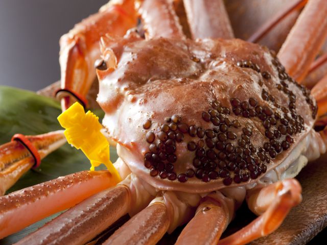 越前蟹が解禁しました！