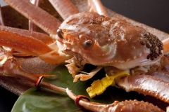 越前ずわい蟹イメージ